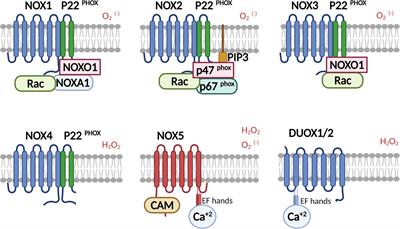 Nicotinamide Adenine Dinucleotide Phosphate Oxidases Are Everywhere in Brain Disease, but Not in Huntington’s Disease?